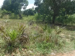0.25-Acre Plot in Mvindeni