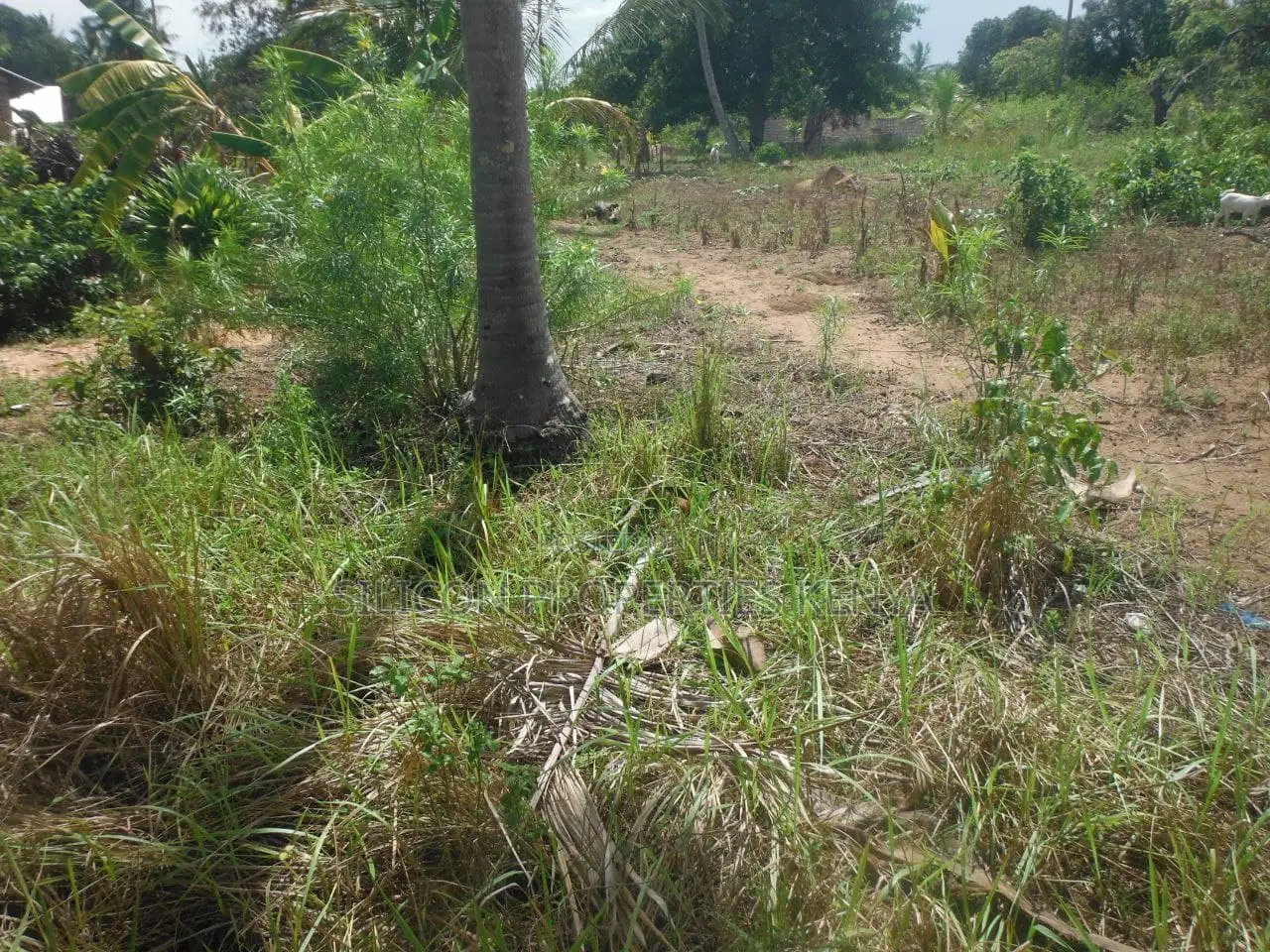 0.25-Acre Plot in Mvindeni