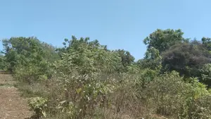 Another Quarter Acre in Galu