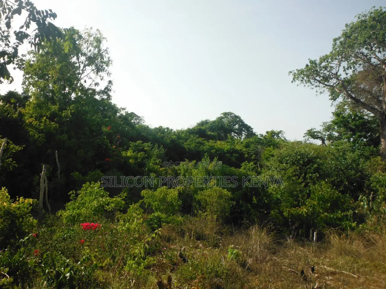 Another 0.25 Acre in Shimoni