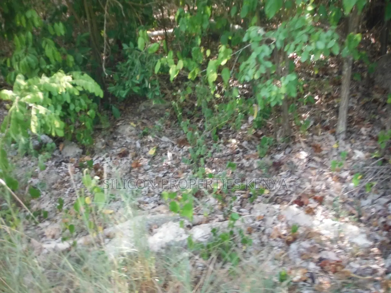 Another 0.25 Acre in Shimoni