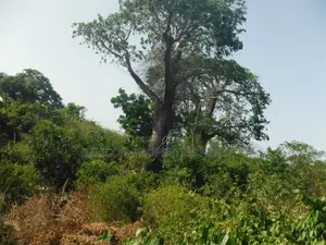 Another 0.25 Acre in Shimoni