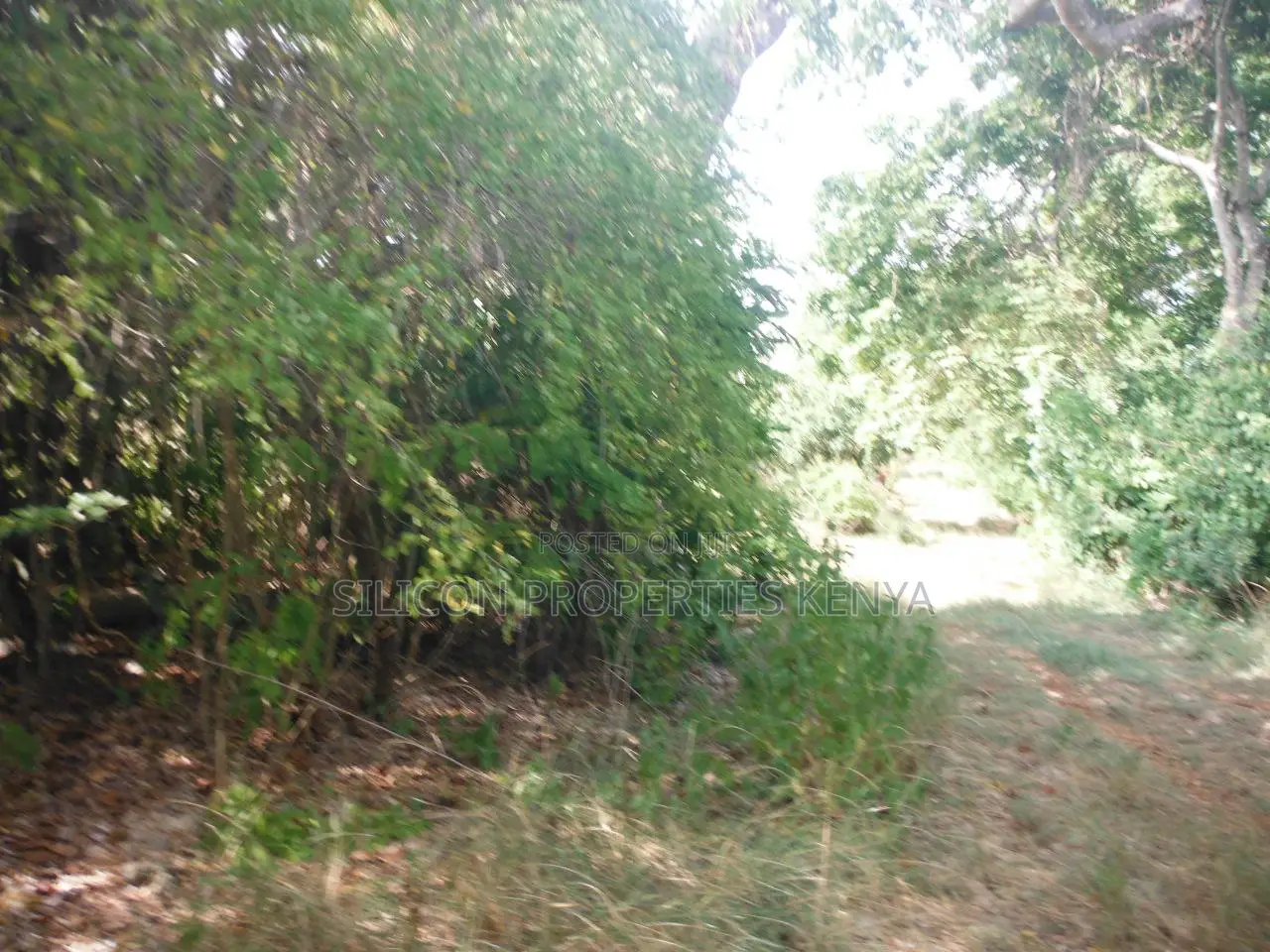 Another 0.25 Acre in Shimoni