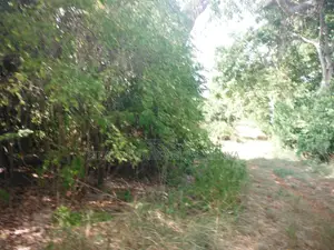 Another 0.25 Acre in Shimoni