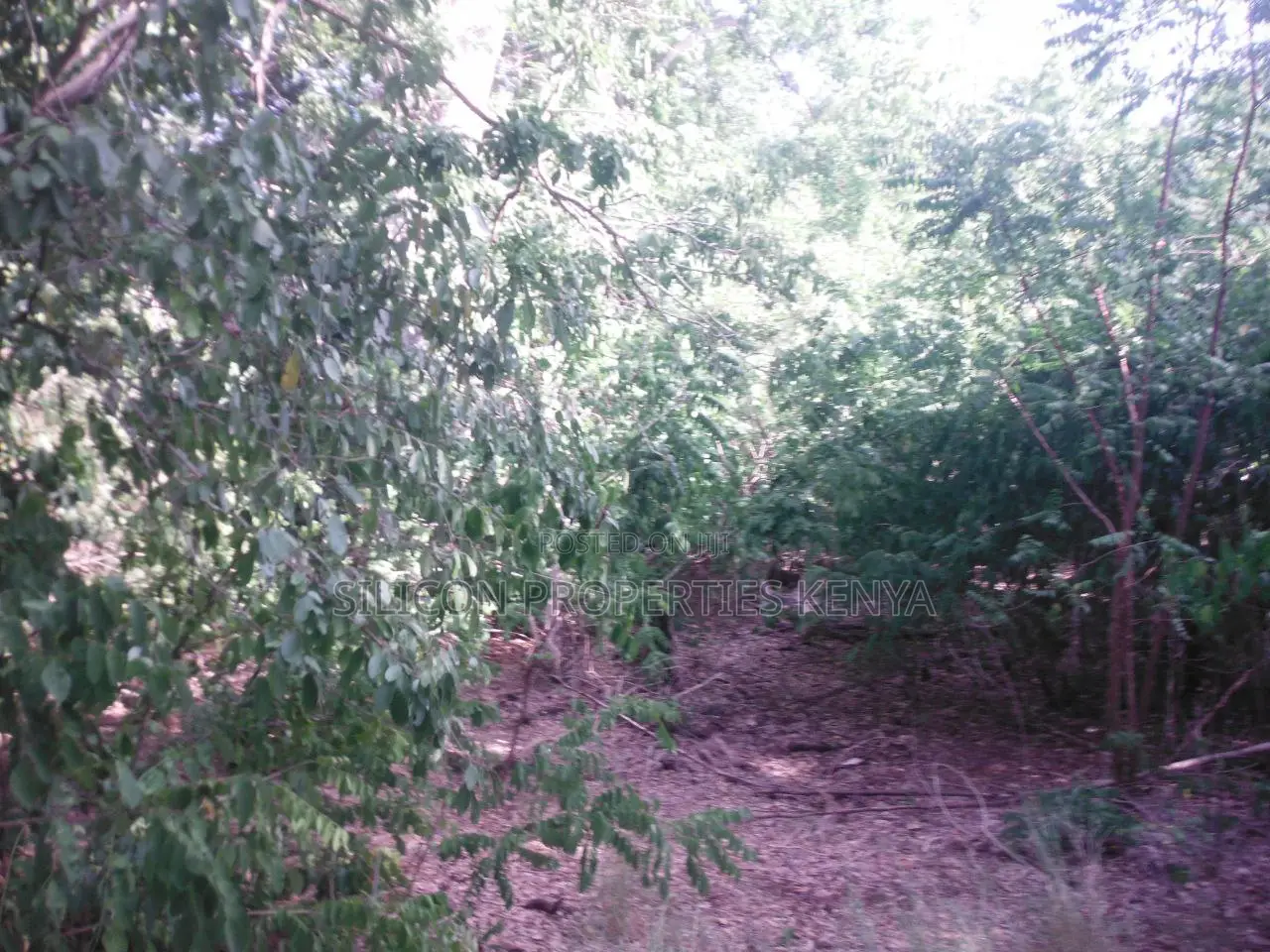 Another 0.25 Acre in Shimoni