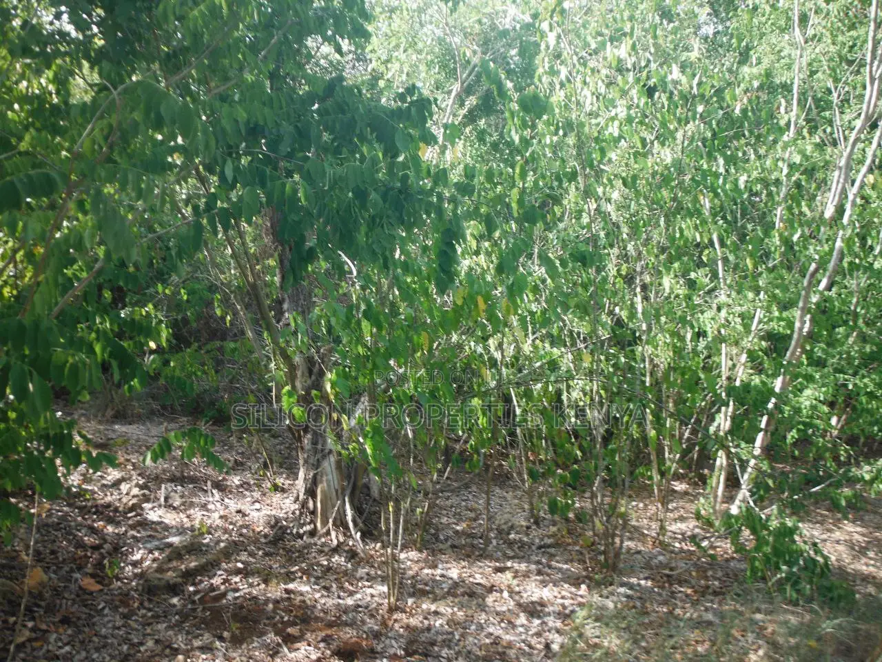 Another 0.25 Acre in Shimoni