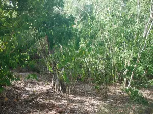 Another 0.25 Acre in Shimoni