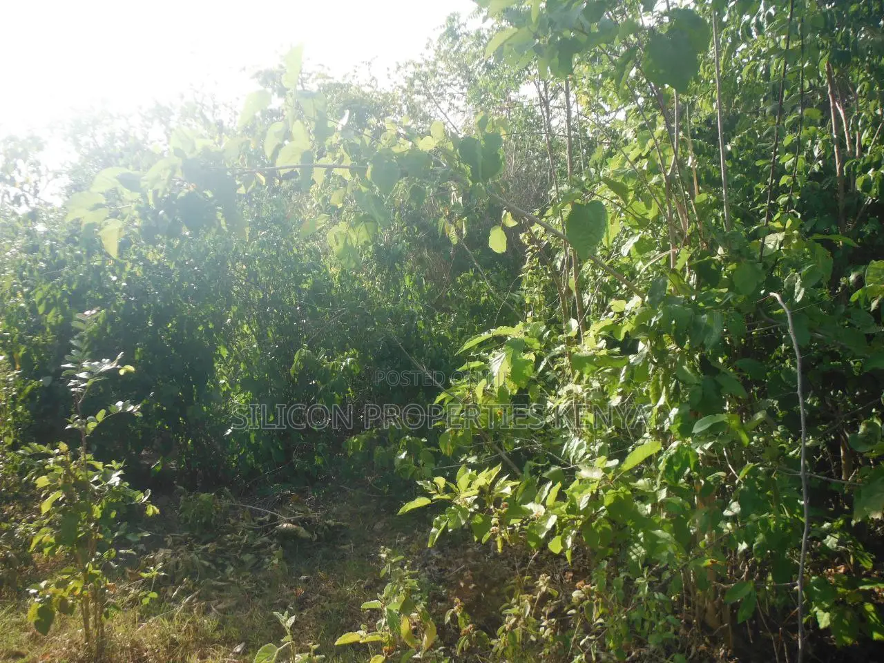 Another 0.25 Acre in Shimoni