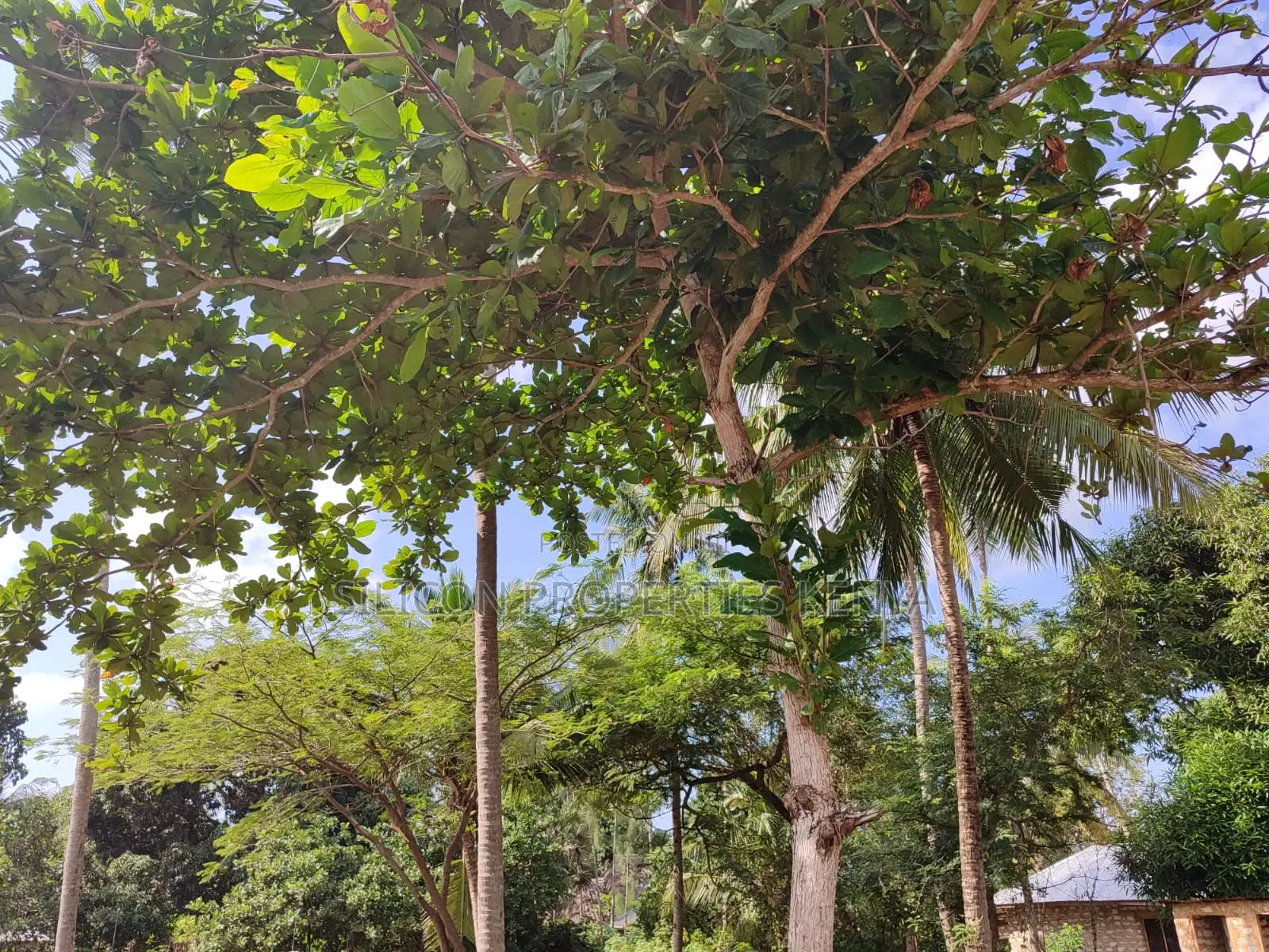 Half Acre in Diani Mwabungo