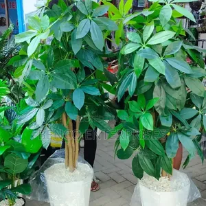 Mango Plant+ Vase