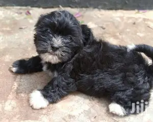 Young Male Purebred Black Russian Terrier