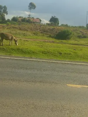1/4acre + 50 by 100 Almost 1/2 Acre on Sale at Kinungi Naivasha