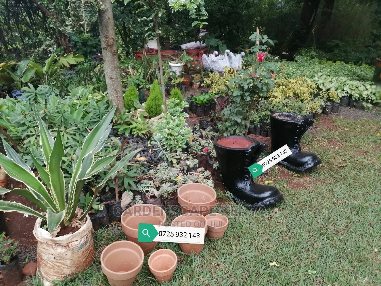 Clay Pots And Potted Plants