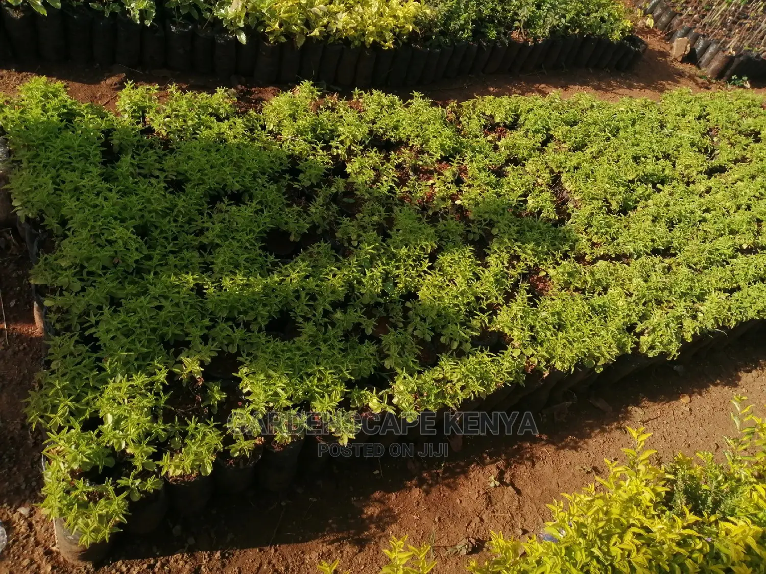 Kei Apple Seeds Seedlings.