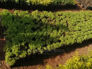 Kei Apple Seeds Seedlings.