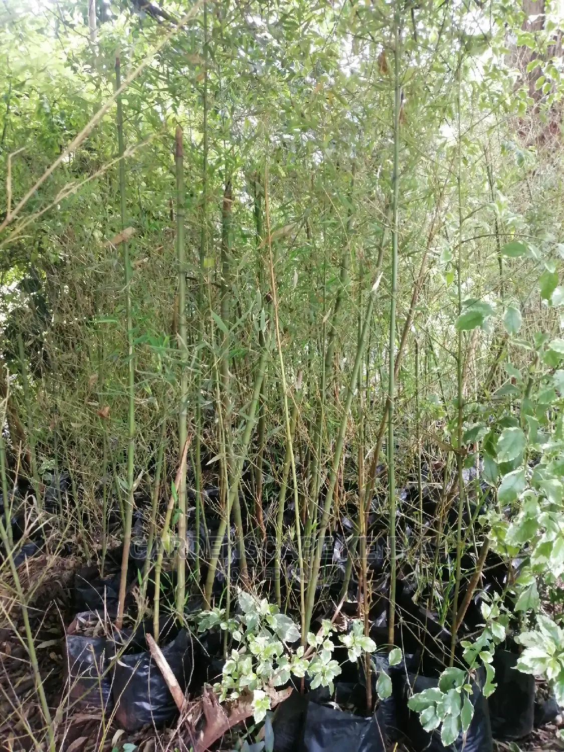 Tall Bamboos Seedlings for Sale