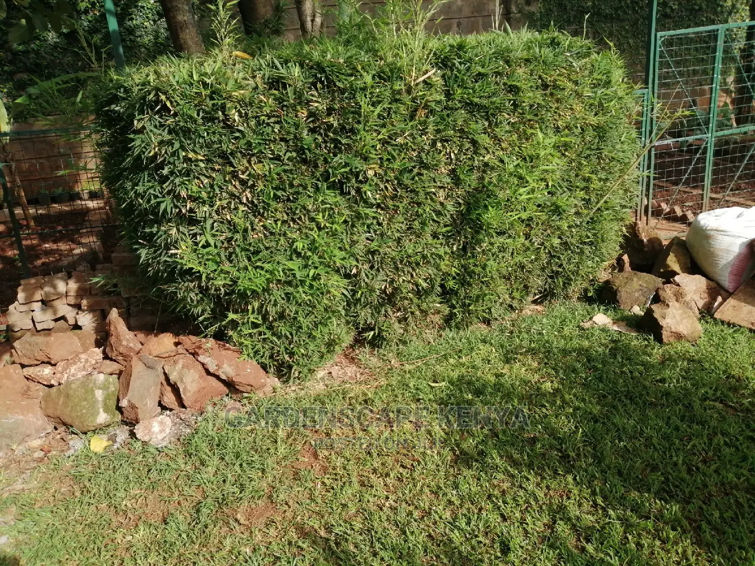 Tall Bamboos Seedlings for Sale