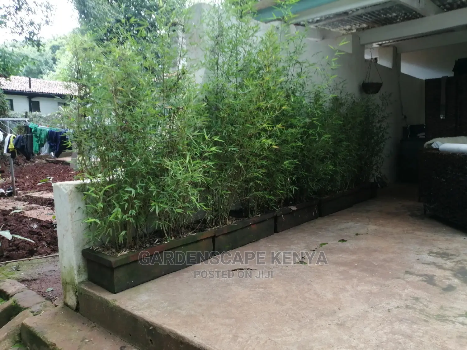 Tall Bamboos Seedlings for Sale