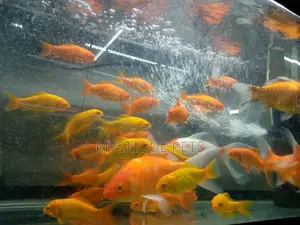 Ornamental Fish