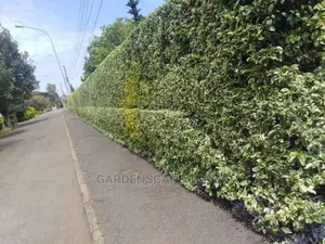 Hedges For Fencing Eg Kei Apple Seedlings.