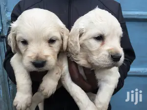 Baby Male Purebred Golden Retriever